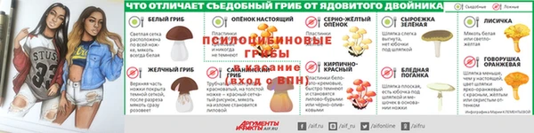 прущие грибы Елизово