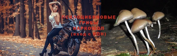 мескалин Тайга